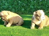 Show Kalite Erkek Dişi İngiliz Bulldog