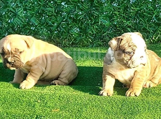 Show Kalite Erkek Dişi İngiliz Bulldog görsel