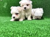 Kore Kan Maltese Terri̇er Yavrularimiz
