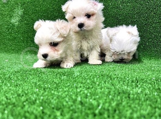 Kore Kan Maltese Terri̇er Yavrularimiz görsel