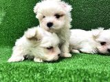 Kore Kan Maltese Terri̇er Yavrularimiz