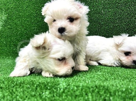 Kore Kan Maltese Terri̇er Yavrularimiz görsel