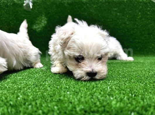 Kore Kan Maltese Terri̇er Yavrularimiz görsel