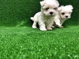 Kore Kan Maltese Terri̇er Yavrularimiz
