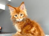 Red Mainecoon Erkek Secereli Ve Faturalı