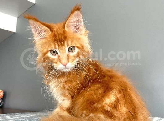 Red Mainecoon Erkek Secereli Ve Faturalı görsel