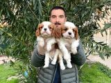 Irk Garanti̇li̇ Cavali̇er Ki̇ng Charles Bebekleri̇mi̇z
