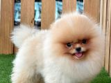 Baby Face Pomerani̇an Boo Bebekler