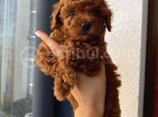 Çocuklarınıza En İyi Arkadaş Poodle Yavrularımız görsel