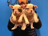 Çok Özel Fransiz Bulldog Yavrularimiz