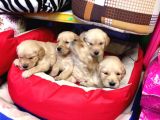 Baby Face Golden Retriever Yavruları
