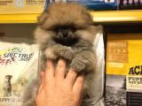 Pomerani̇an Boo Yavrulari