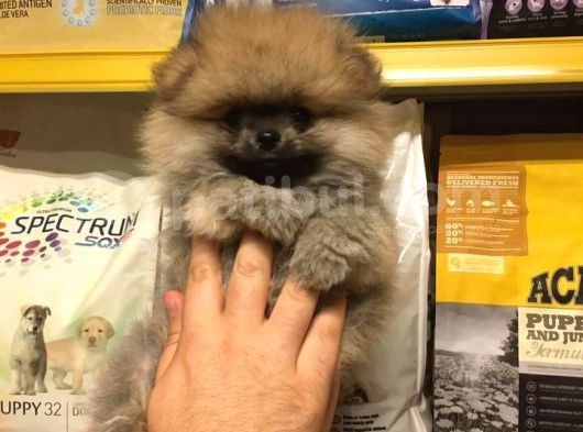 Pomerani̇an Boo Yavrulari