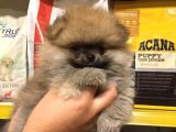 Pomerani̇an Boo Yavrulari