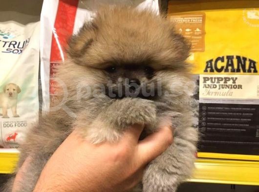 Pomerani̇an Boo Yavrulari görsel