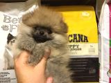 Pomerani̇an Boo Yavrulari