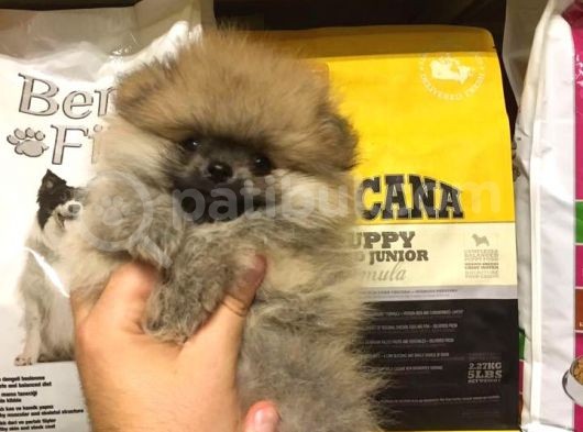 Pomerani̇an Boo Yavrulari görsel