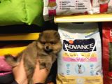 Pomerani̇an Boo Yavrulari