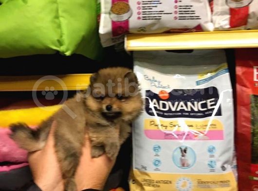 Pomerani̇an Boo Yavrulari görsel