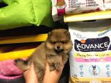 Pomerani̇an Boo Yavrulari