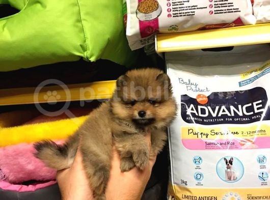 Pomerani̇an Boo Yavrulari görsel