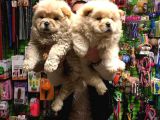 Chow Chow Çin Aslanı Yavrularımız