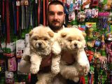 Chow Chow Çin Aslanı Yavrularımız