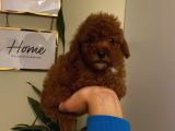Aşılı Pasaportlu Poodle Yavrularımız