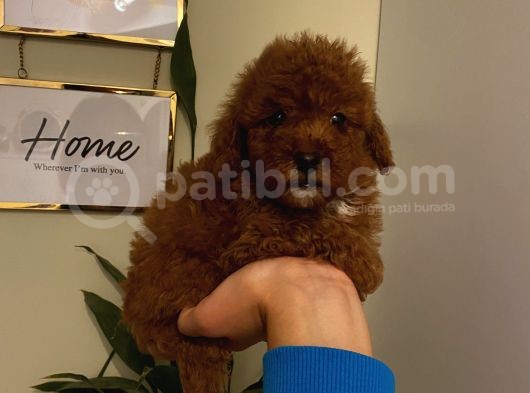 Aşılı Pasaportlu Poodle Yavrularımız görsel
