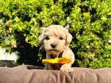 Maltipoo Mix Irk Yavrular