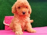 2 Aylık Erkek Toy Poodle Yavru