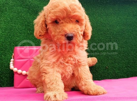 2 Aylık Erkek Toy Poodle Yavru görsel