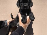 Secereli̇ Babadan Cane Corso Yavrularimiz
