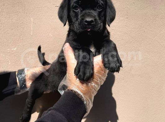 Secereli̇ Babadan Cane Corso Yavrularimiz görsel