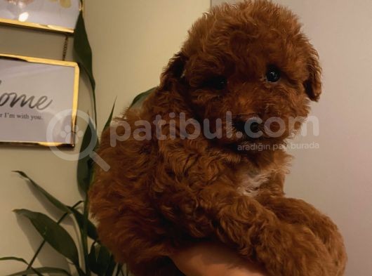 Aşılı Pasaportlu Poodle Yavrularımız görsel