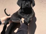 Secereli̇ Babadan Cane Corso Yavrularimiz