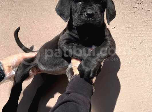 Secereli̇ Babadan Cane Corso Yavrularimiz