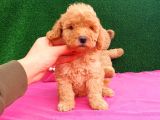 2 Aylık Erkek Toy Poodle Yavru