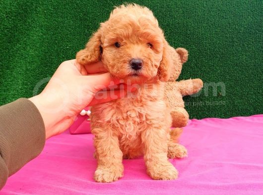 2 Aylık Erkek Toy Poodle Yavru görsel
