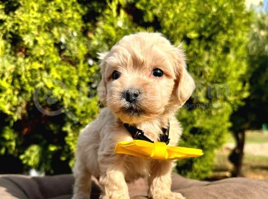 Maltipoo Mix Irk Yavrular görsel