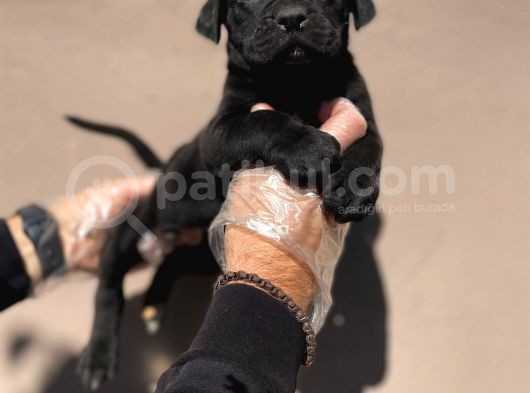 Secereli̇ Babadan Cane Corso Yavrularimiz görsel