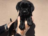 Secereli̇ Babadan Cane Corso Yavrularimiz