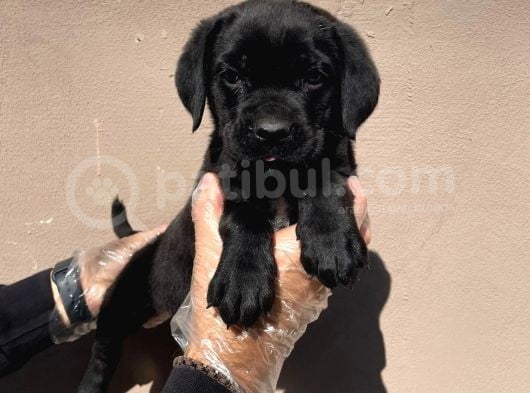Secereli̇ Babadan Cane Corso Yavrularimiz görsel