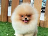 Baby Face Pomerani̇an Boo Bebekler