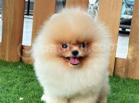 Baby Face Pomerani̇an Boo Bebekler görsel