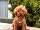 Mini Boy Toy Poodle Yavrular