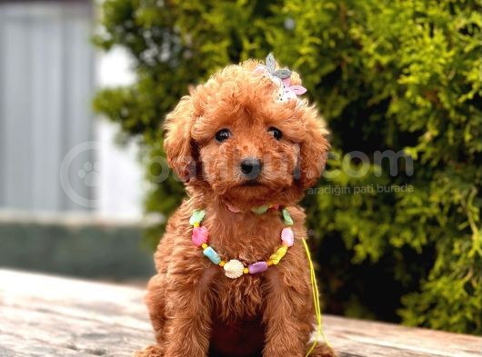 Mini Boy Toy Poodle Yavrular görsel