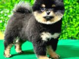 3.5 Aylık Dişi Pomeranian Yavrumuz