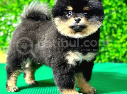 3.5 Aylık Dişi Pomeranian Yavrumuz