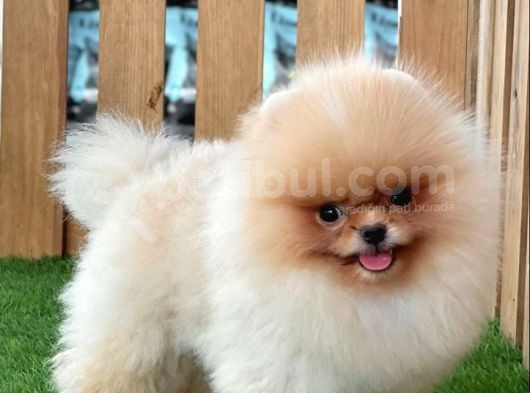 Baby Face Pomerani̇an Boo Bebekler görsel
